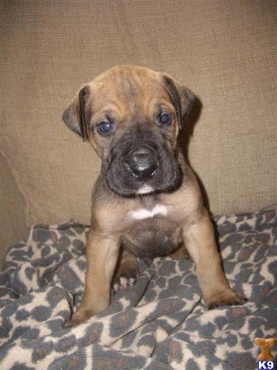 Great Dane Puppies for Sale