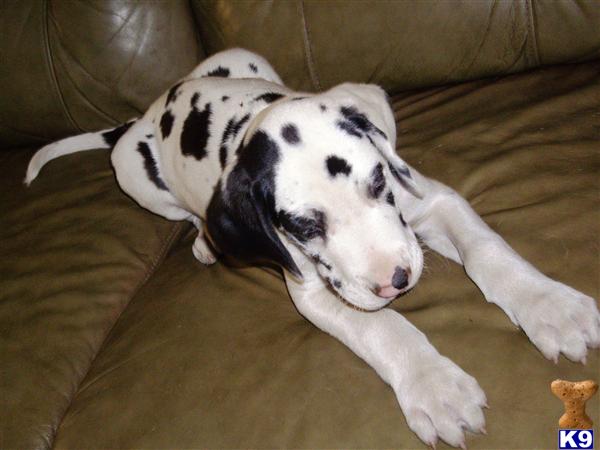 Puppies in Hemet
