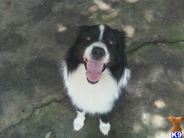 Stud Dogs - Australian Shepherd