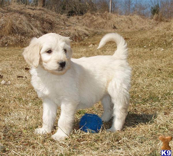 goldendoodle puppies ohio document moved goldendoodle puppies ohio document moved