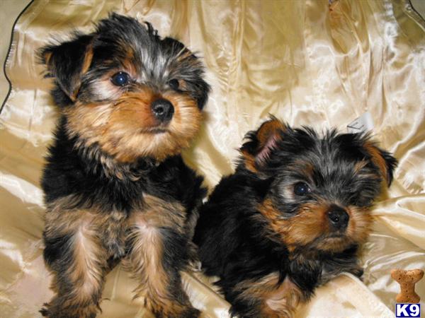Puppies in Elizabeth