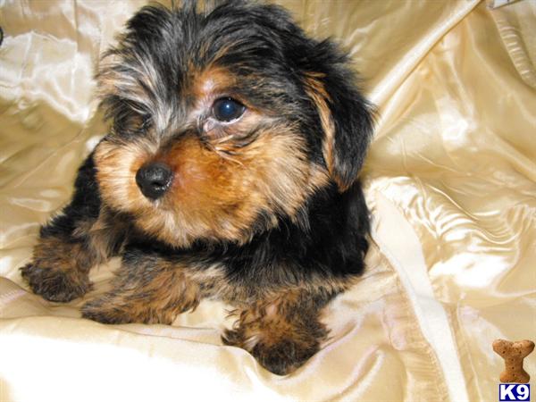 Puppies in Elizabeth