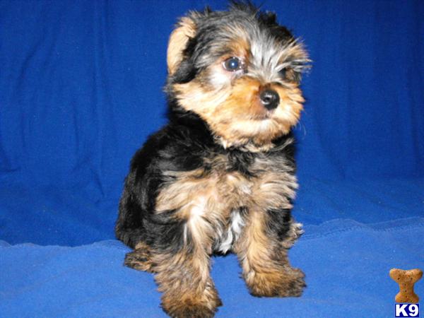 yorkie breeders nj yorkie breeders in nj image search results yorkie breeders nj yorkie breeders in nj image search results