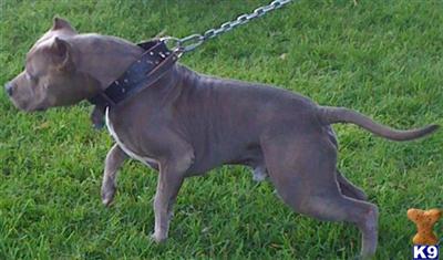 Stud Dogs in CA