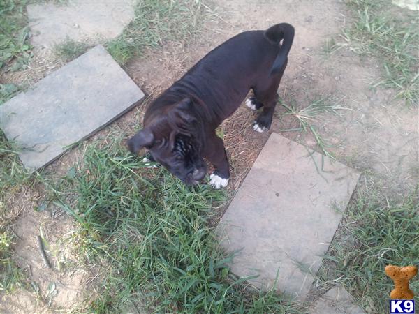 American Pit Bull Puppies in VA
