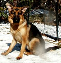 Dogs - German Shepherd