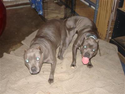 Puppies in Aloha