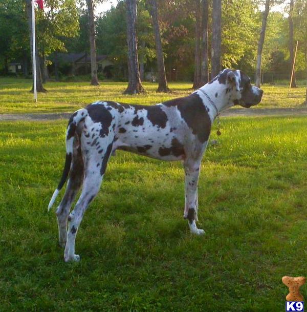 Stud Dogs - Great Dane