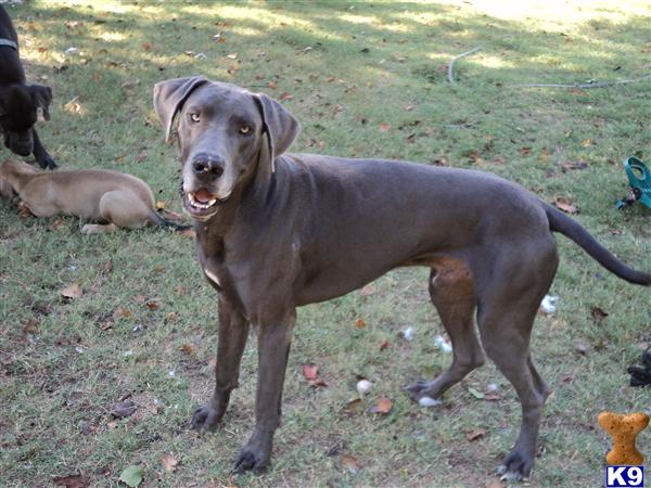 Stud Dogs - Great Dane