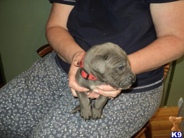 Great Dane Puppies For Sale In Texas Craigslist