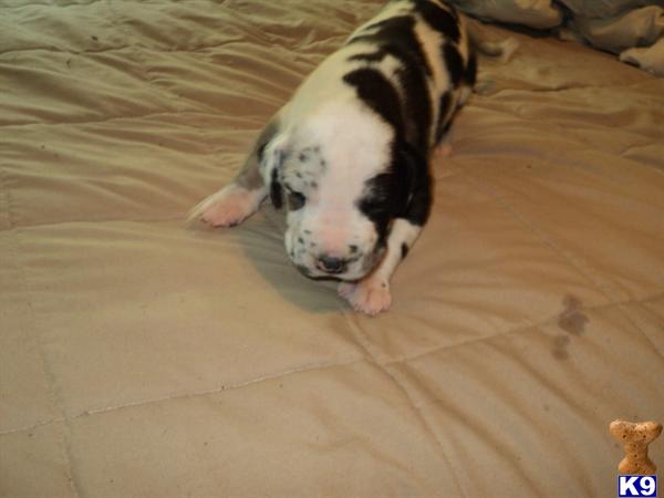 Great Dane Puppies in TX