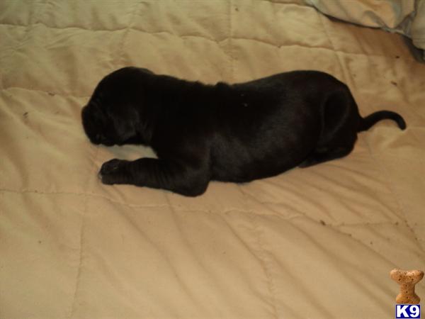 Great Dane Puppies in TX