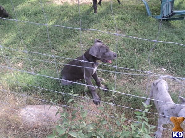 Great Dane Puppies in TX
