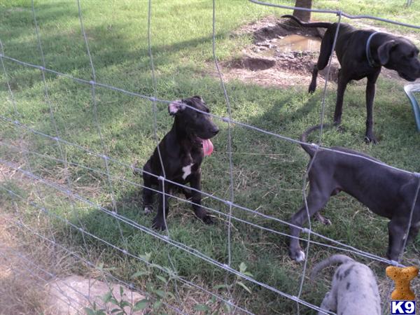 Great Dane Puppies in TX