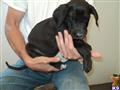 Great Dane