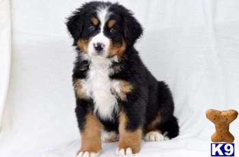 Bernese Mountain Dog Puppies
