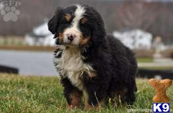 Bernese Mountain Dog Puppies