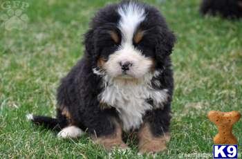 Bernese Mountain Dog Puppies