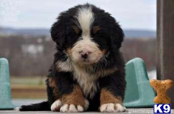 Bernese Mountain Dog Puppies