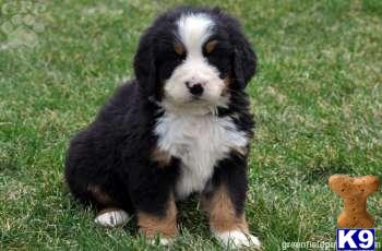 Bernese Mountain Dog Puppies