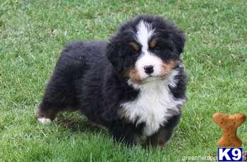Bernese Mountain Dog Puppies