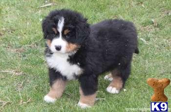 Bernese Mountain Dog Puppies