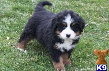 Bernese Mountain Dog Puppies