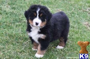 Bernese Mountain Dog Puppies