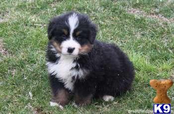 Bernese Mountain Dog Puppies