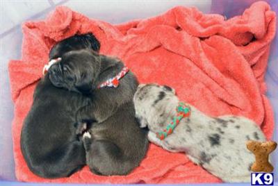 Great Dane Puppies in TX