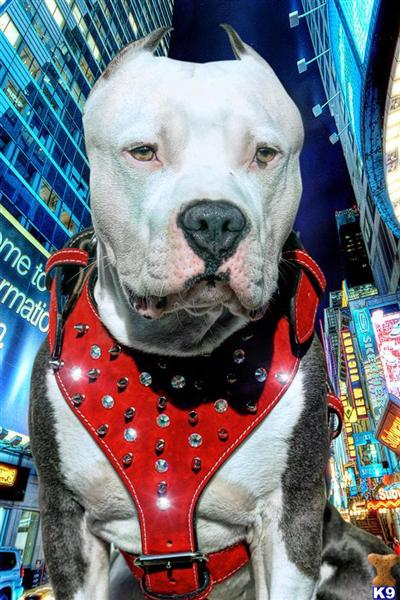 Stud Dogs in NJ