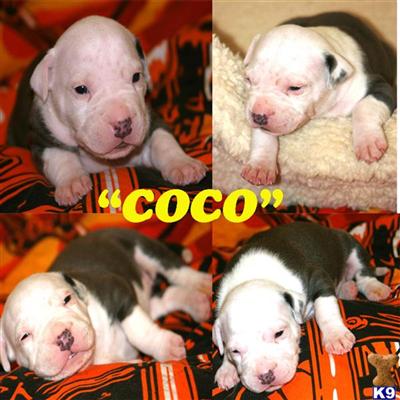 Puppies in NJ
