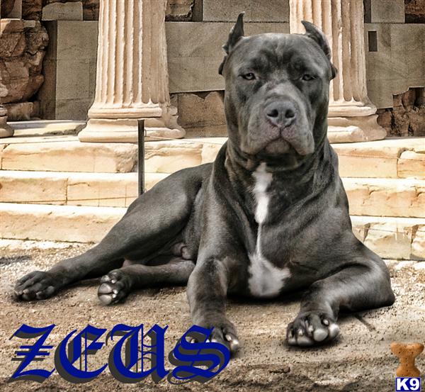 Stud Dogs - American Pit Bull