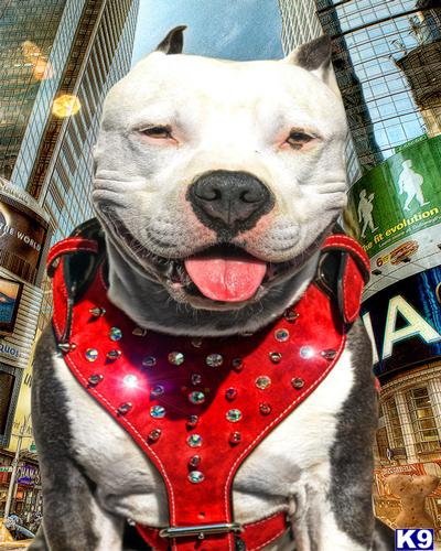 Stud Dogs in NJ