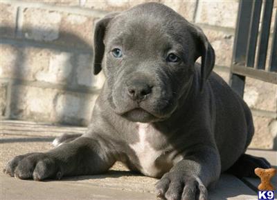 Puppies in NJ