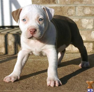 Puppies in NJ
