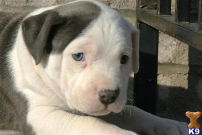 Puppies in NJ