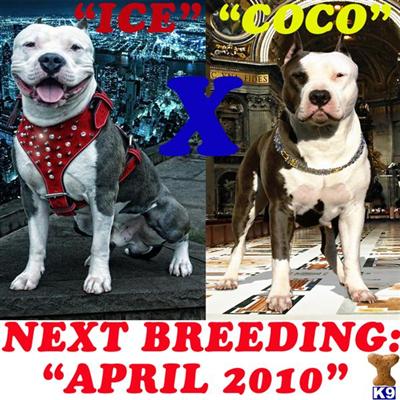 Puppies in NJ