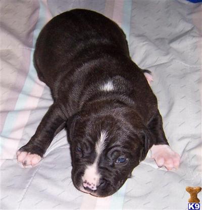 Puppies in NJ