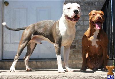 American Pit Bull Puppies for Sale
