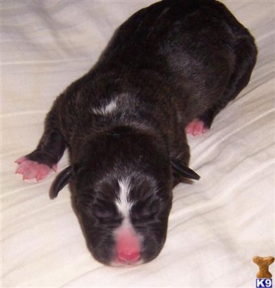 American Pit Bull Puppies for Sale