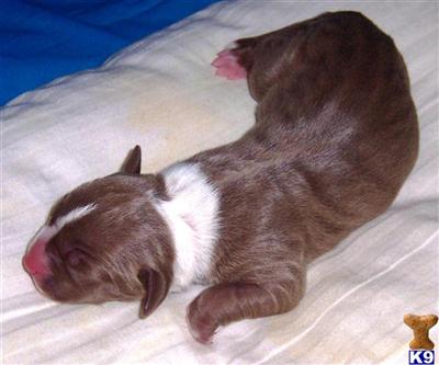 American Pit Bull Puppies for Sale
