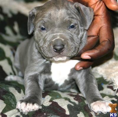 Puppies in NJ