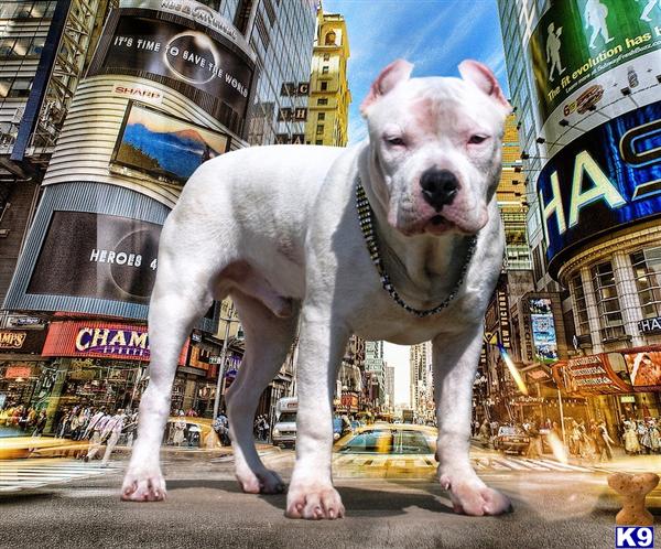 Stud Dogs - American Pit Bull