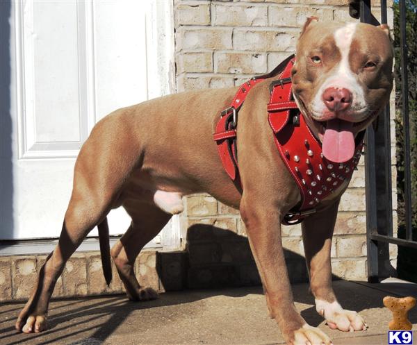 Stud Dogs - American Pit Bull