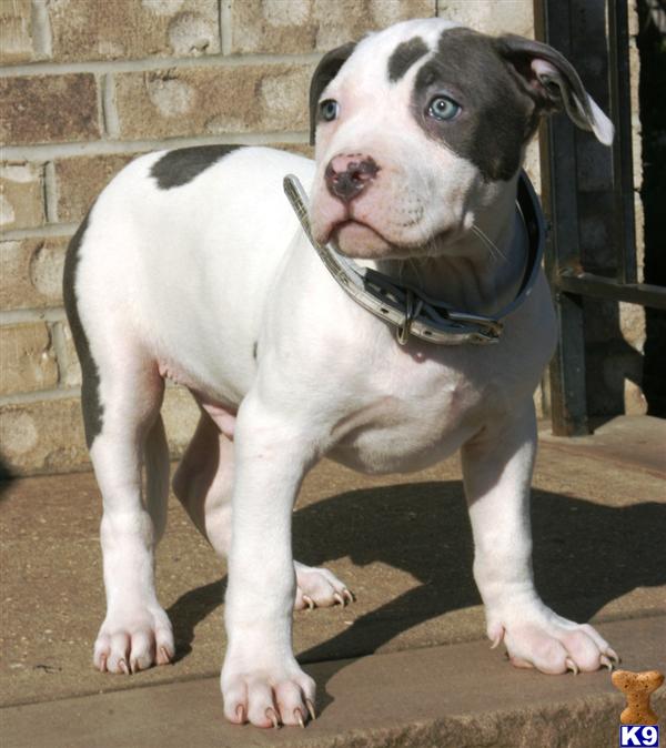 American Pit Bull Puppies