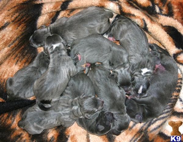 American Pit Bull Puppies