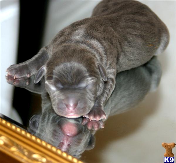 American Pit Bull Puppies