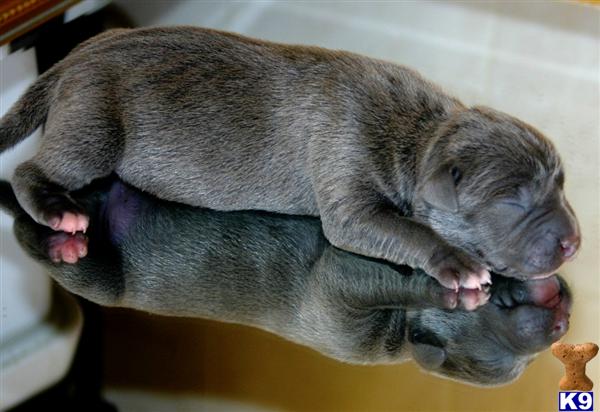 American Pit Bull Puppies