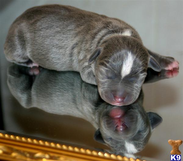 Puppies in NY